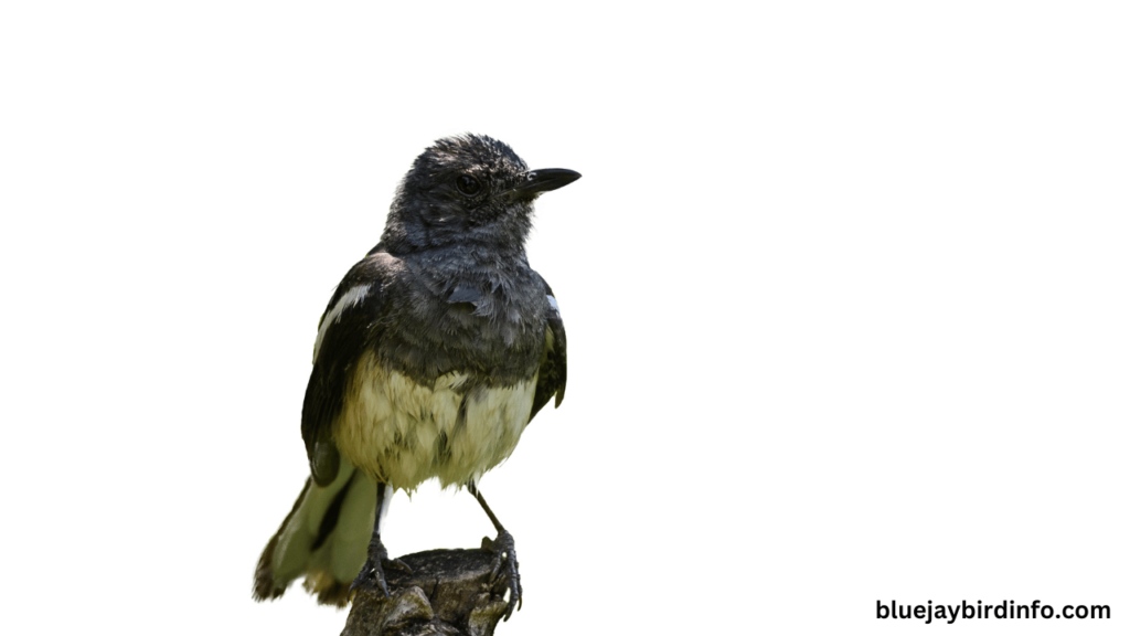 A Bird That Looks Like a Robin. (Explained) 2 A bird that looks like a robin