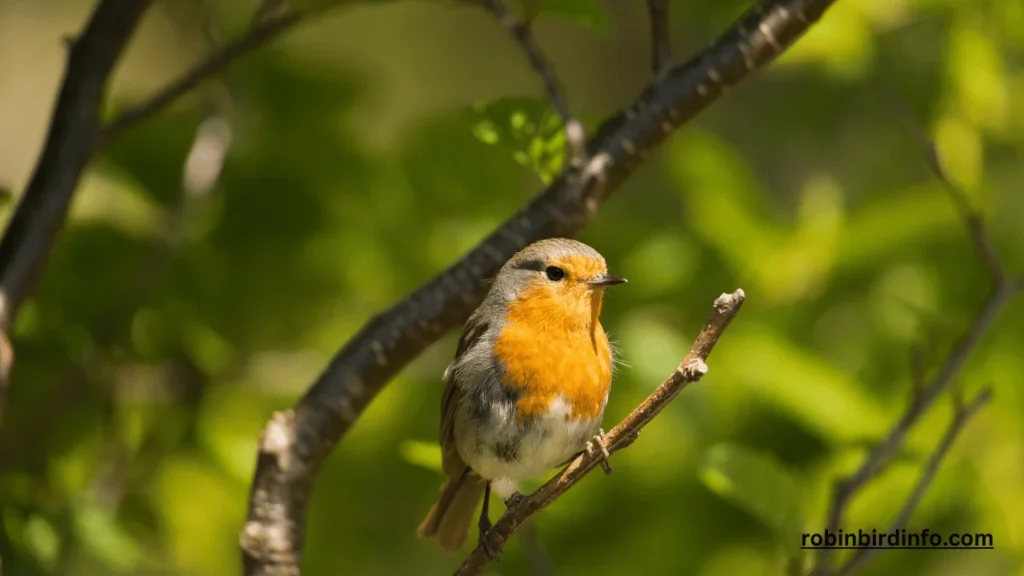 Are Red Robins Rare? (Know In Detail) 2 Are red robins rare