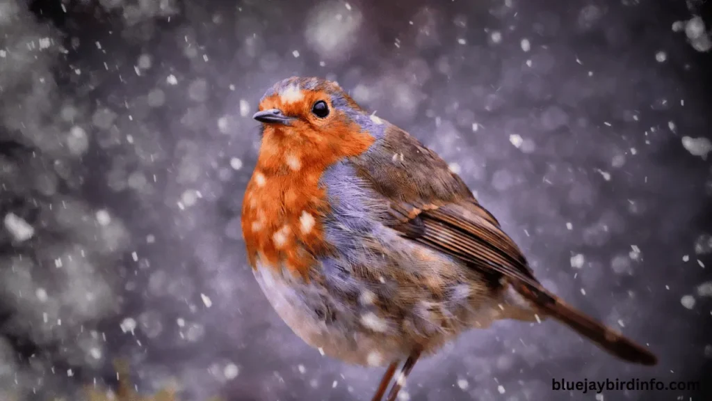Are Robins Aggressive to Humans? (Answered) 2 Are robins aggressive to humans