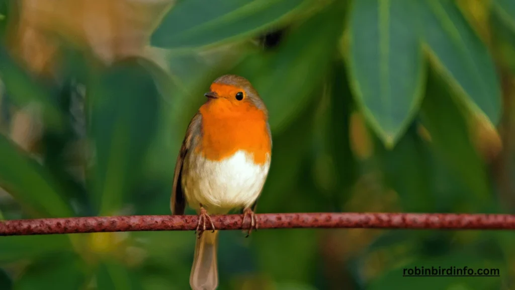 Are Robins Endangered? (Answered) 2 Are robins endangered