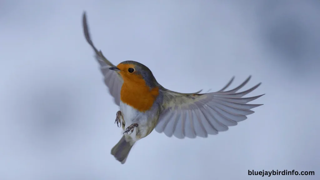 Are Robins Invasive? (Know In Detail) 2 Are robins invasive