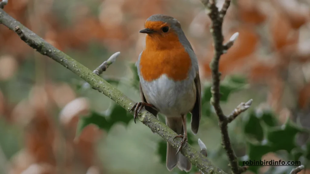 Are Robins Lucky? (Know In Detail) 2 Are robins lucky