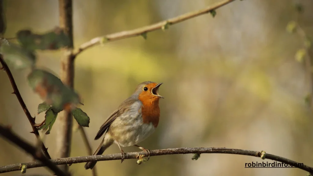 Are Robins Native to North America? (Answered) 2 Are robins native to north america