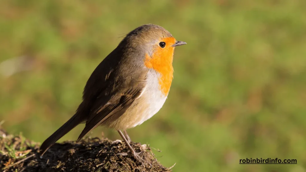 Are Robins Omnivores? (Know In Detail) 2 Are robins omnivores