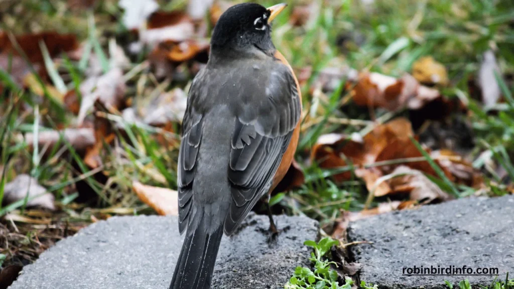Are Robins Protected? (Explained) 2 Are robins protected