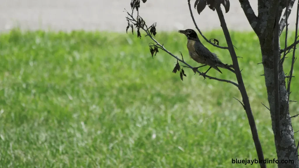 Are Robins Territorial? (Know In Detail) 2 Are robins territorial