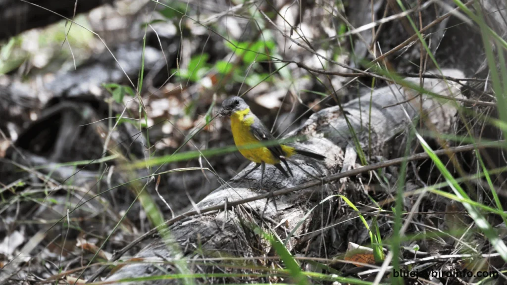 Are There Robins in Florida? (Know In Detail) 2 Are there robins in florida