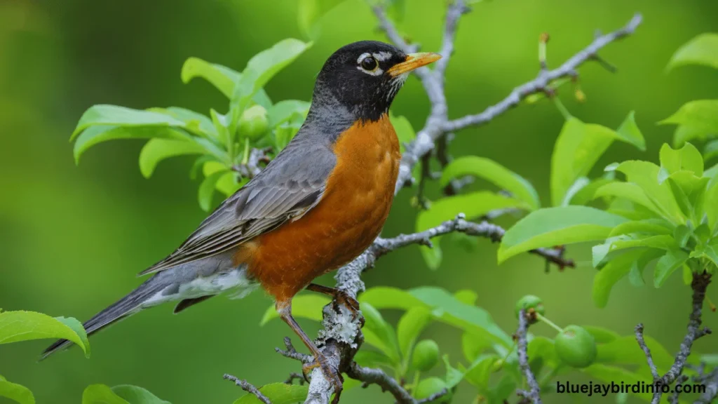 Can Robins Be Aggressive? (Explained) 2 Can robins be aggressive