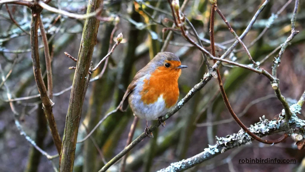 Can Robins Smell? (Answered) 2 Can robins smell