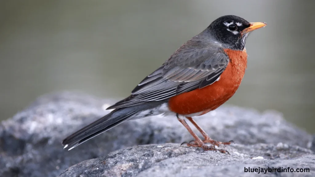 Can You Eat Robins? (Know In Detail) 2 Can you eat robins