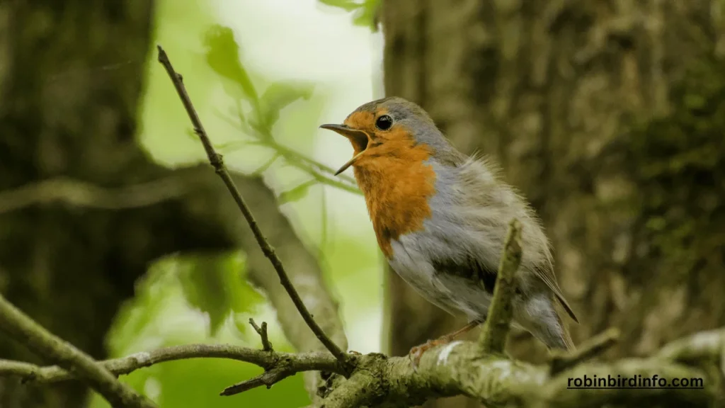 Do Male Robins Sit on Eggs? (Know In Detail) 2 Do male robins sit on eggs