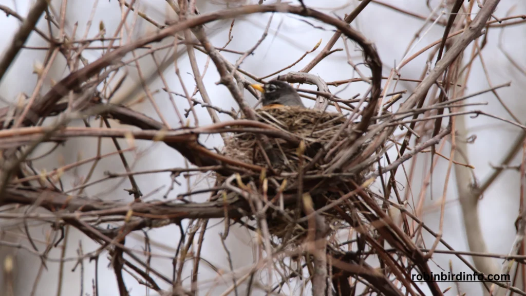 Do Robins Always Build a New Nest? (Answered) 2 Do robins always build a new nest