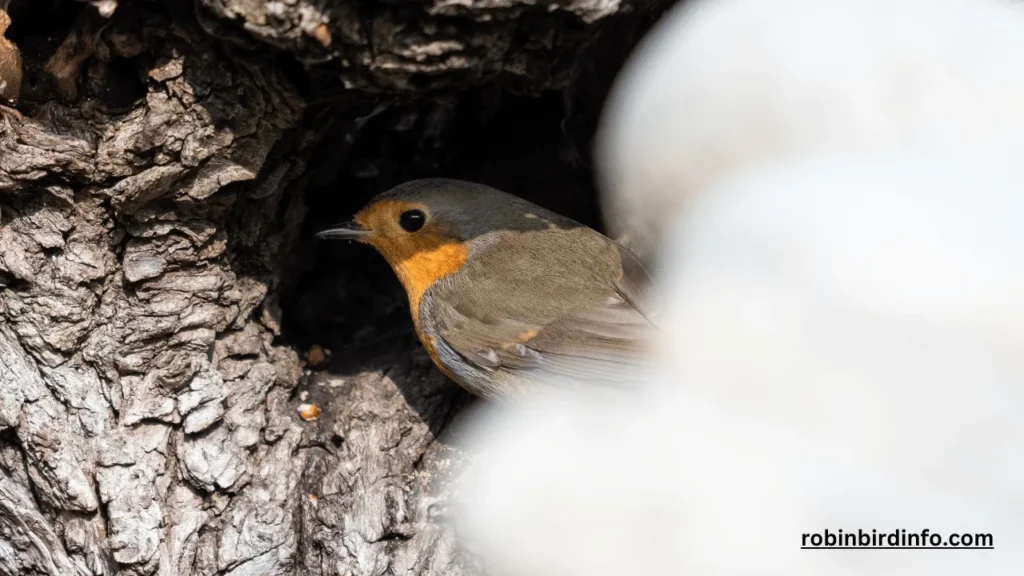 Do Robins Eat Grasshoppers? (Know In Detail) 2 Do Robins Eat Grasshoppers? (Know In Detail)