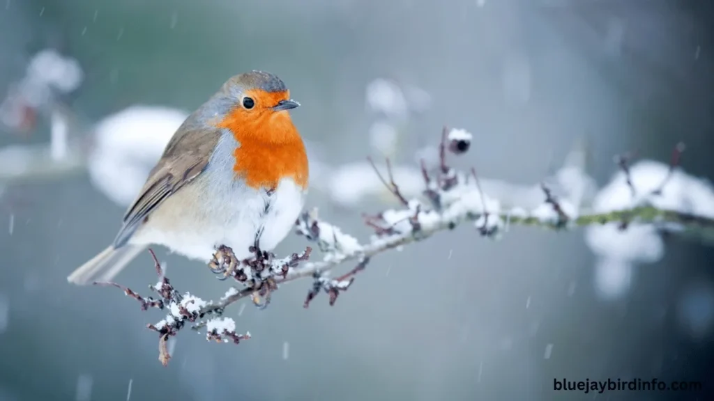 Do Robins Flock? (Know In Detail) 2 Do robins flock