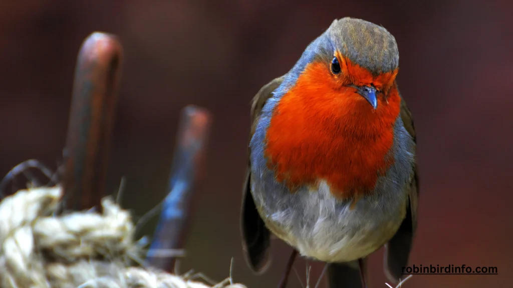 Do Robins Fly South for the Winter? (Answered) 2 Do robins fly south for the winter