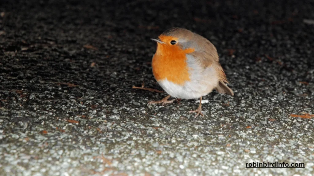 Do Robins Have Multiple Broods? (Answered) 2 Do robins have multiple broods