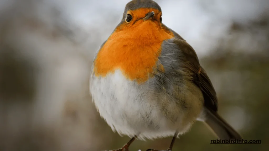 Do Robins Have Yellow Beaks? (Answered) 2 Do Robins Have Yellow Beaks? (Answered)