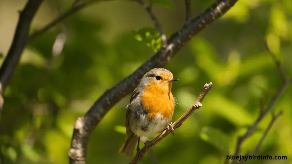 Do Robins Hibernate? (Answered) 2 Do robins hibernate