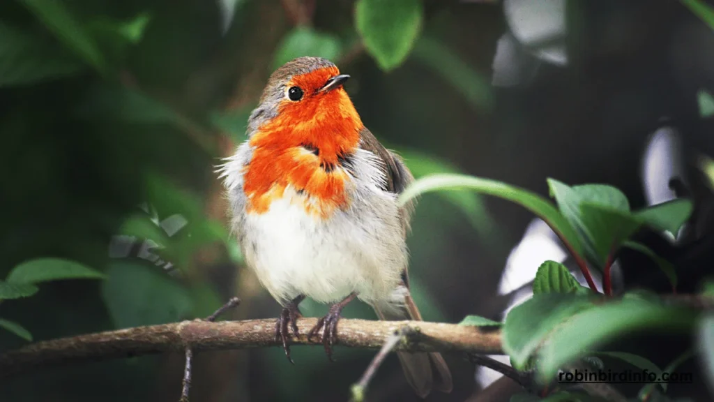 Do Robins Lay Eggs on the Ground? (Explained) 2 Do robins lay eggs on the ground