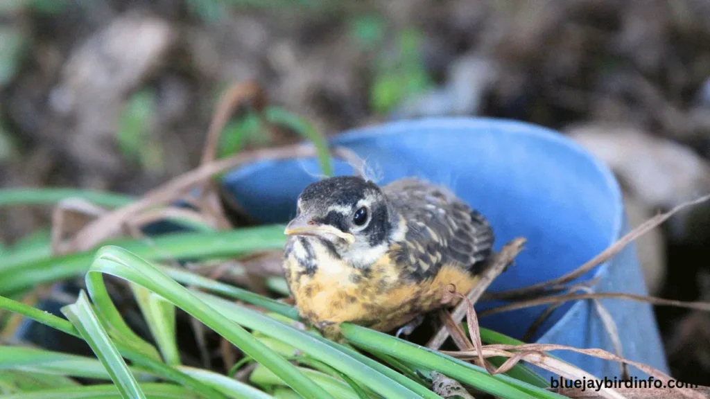 Do Robins Move Their Eggs? (Answered) 2 Do robins move their eggs