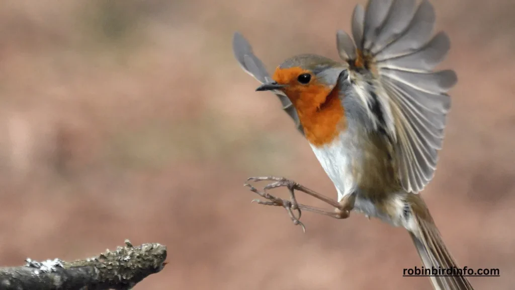 Do Robins Recognize Humans? (Answered) 2 Do robins recognize humans