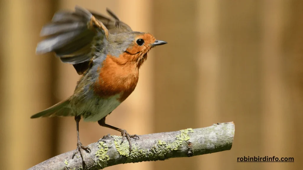 Do Robins Remember Humans? (Answered) 2 Do robins remember humans