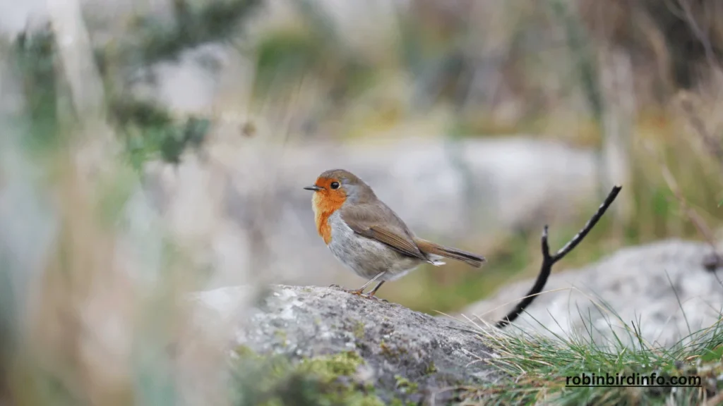 Do Robins Return to the Same Nest Every Year? (Answered) 2 Do robins return to the same nest every year