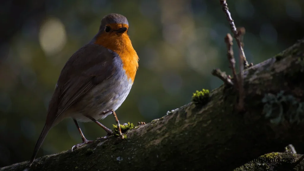 Do Robins Sleep? (Answered) 2 Do robins sleep