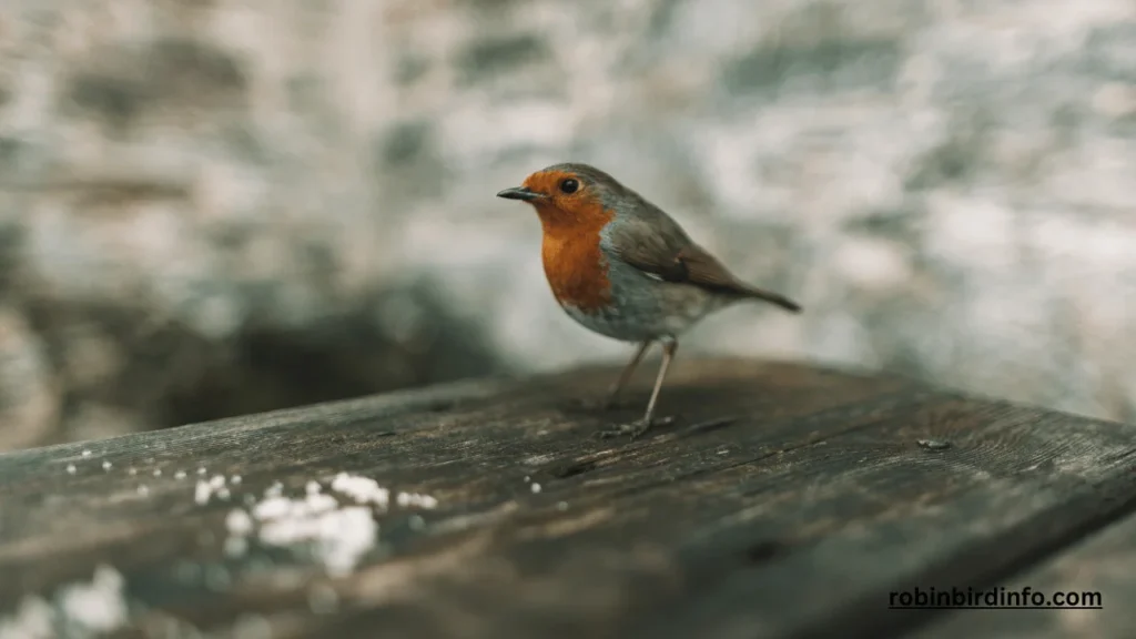 Do Robins Use Birdhouses? (Explained) 2 Do robins use bird houses