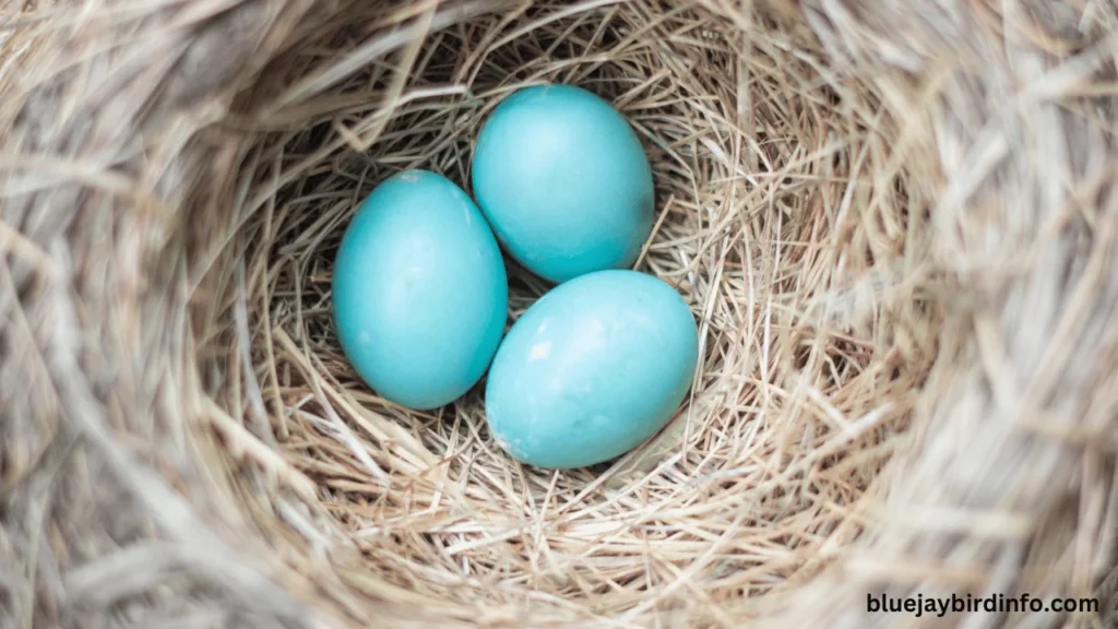 Do Squirrels Eat Robin Eggs? (Answered) 2 Do squirrels eat robin eggs