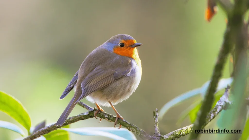 How Big is an American Robin? (Answered) 2 How big is the american robin
