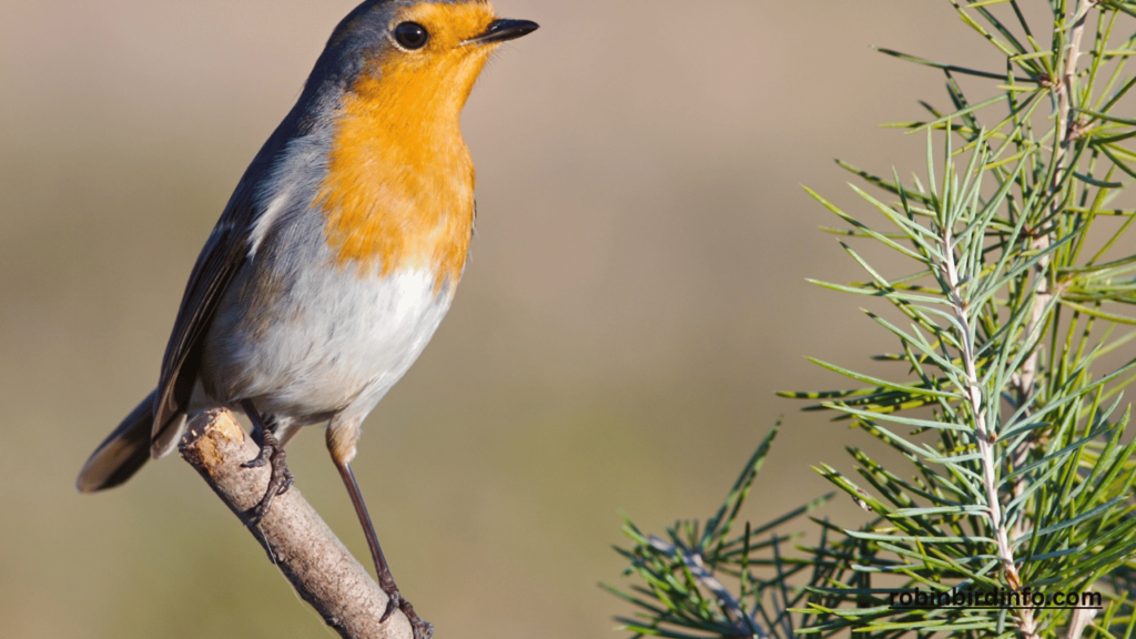 How Do Robin Eggs Get Fertilized? (Answered) 2 How do robin eggs get fertilized