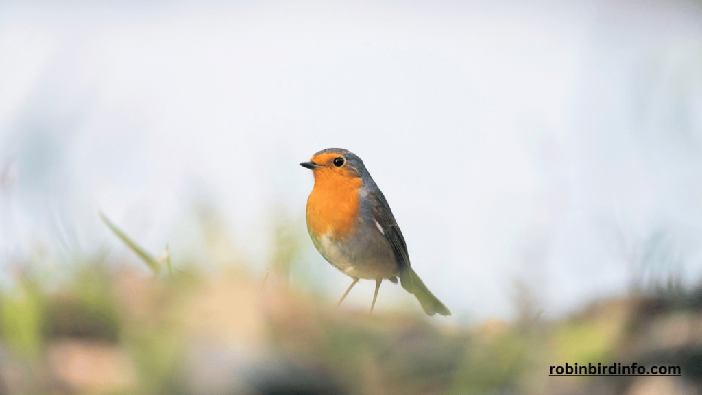 How Do Robins Mate? (Explained) 2 How do robins mate video