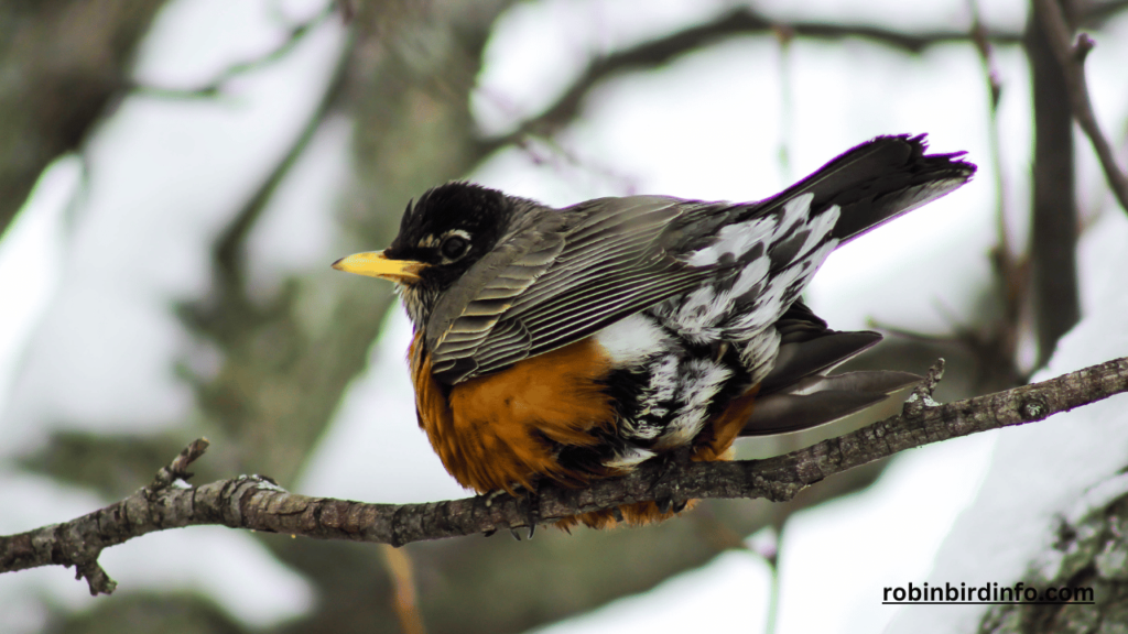 How Do Robins Sleep? (Know In Detail) 2 How do robins sleep