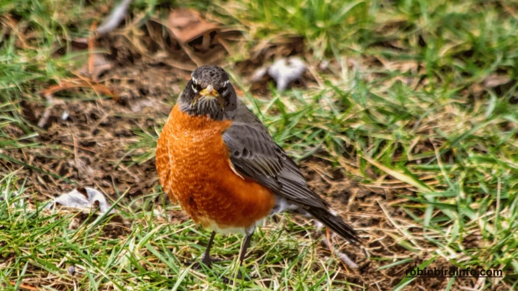 How Fast Can a Robin Fly? (Explained) 2 How fast can a robin fly