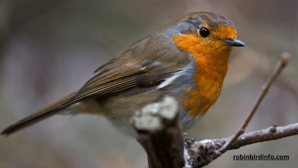 How Long Are Robins Pregnant? (Answered) 2 How long are robins pregnant
