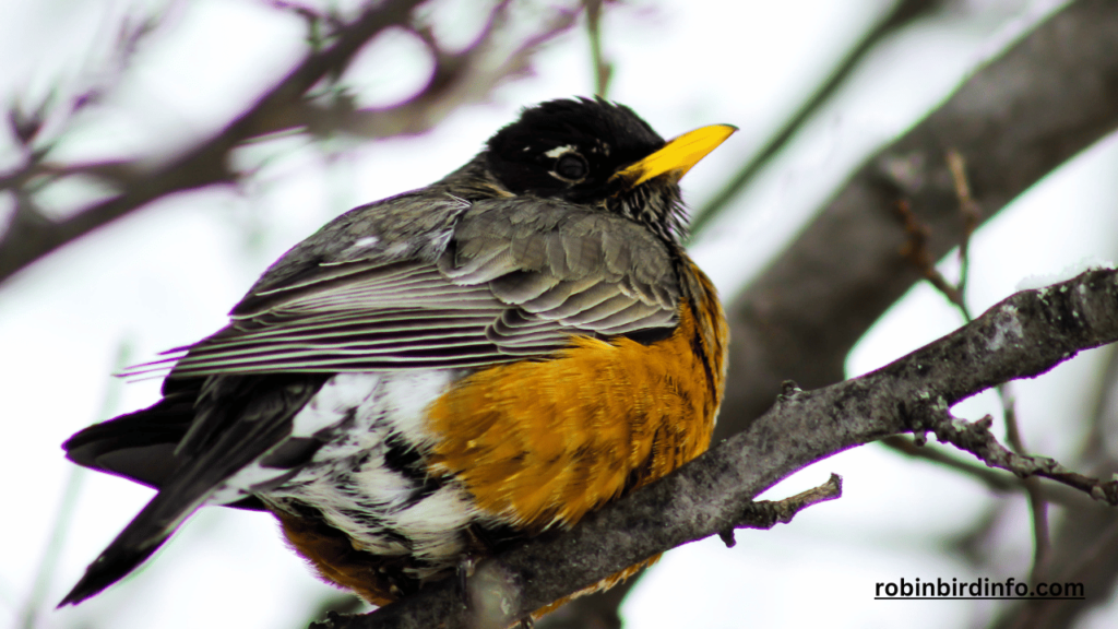 How Long Do Robins Stay in the Nest After Hatching? (Answered) 2 How long do robins stay in nest after hatching