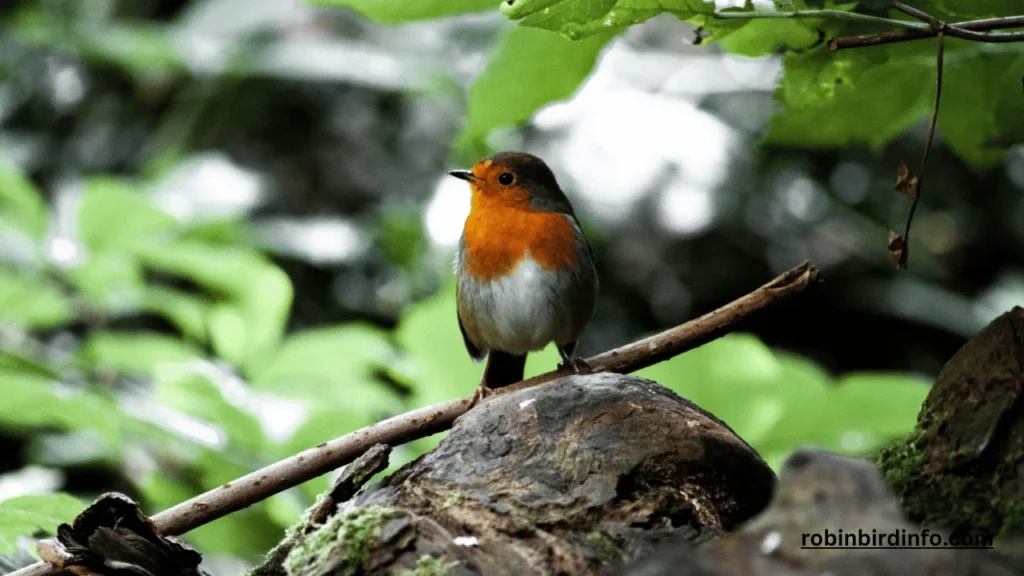 How Long Does It Take Baby Robins to Fly? (Explained) 2 How long does it take baby robins to fly