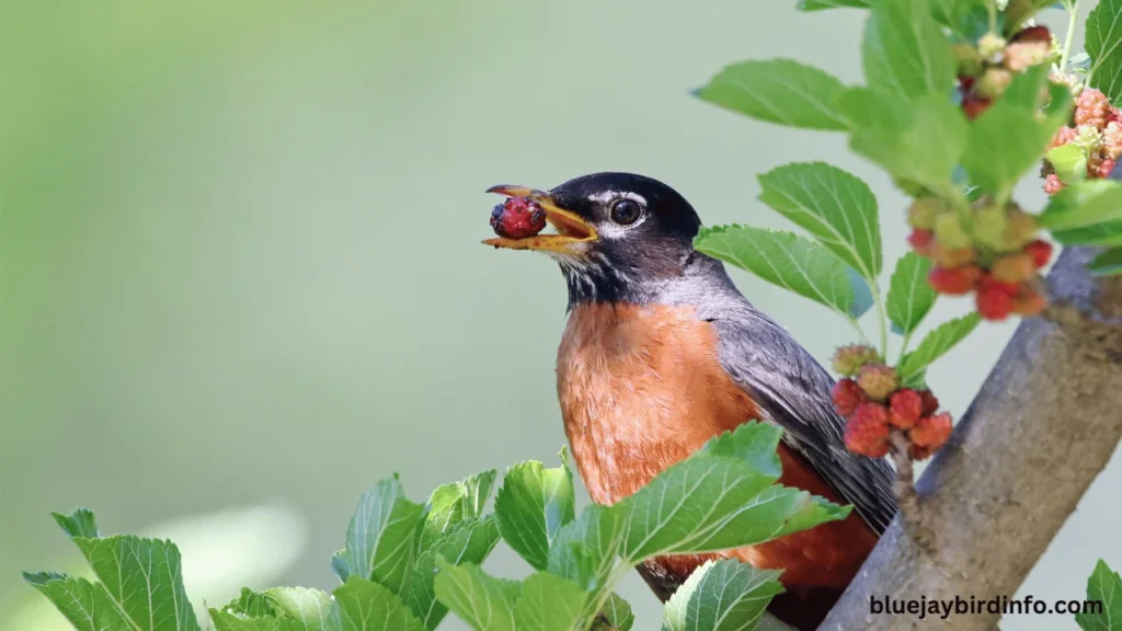How Long is a Robin Pregnant Before Laying Eggs? (Explained) 2 How long is a robin pregnant before laying eggs