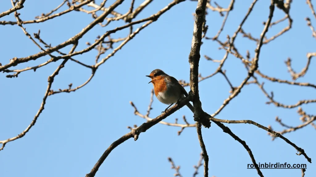 How Long is Robin Egg Incubation? (Answered) 2 How long is robin egg incubation