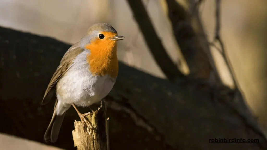 How Often Do Baby Robins Eat? (Explained) 2 How often do baby robins eat