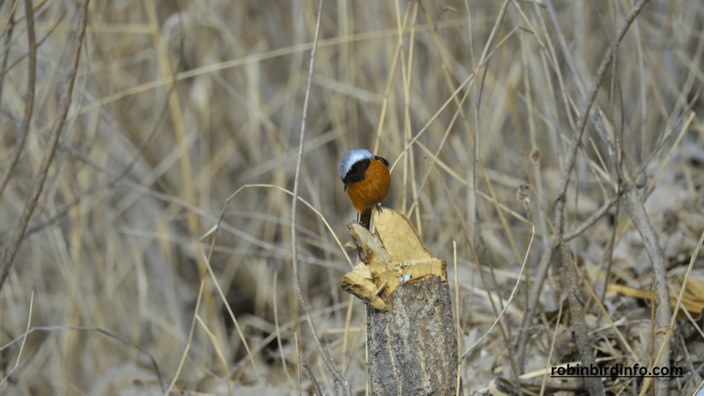 How to Build a Bird Box for Robins? (Answered) 2 How to build a bird box for robins