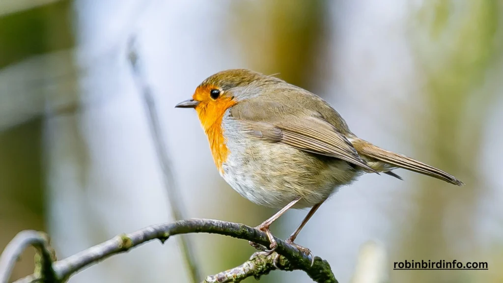 How to Identify a Robin? (Explained) 2 How to identify a robin