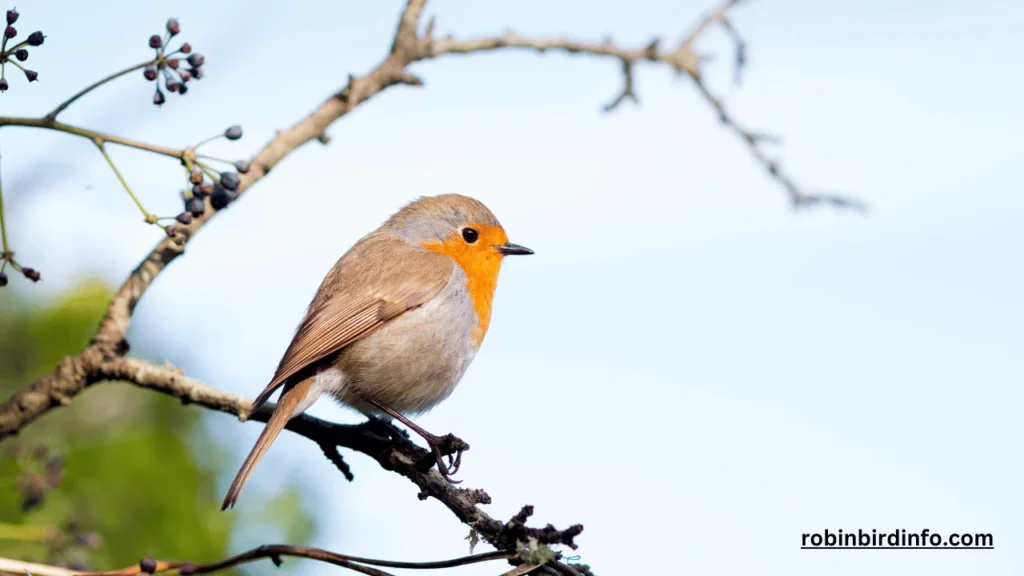 Is a Robin a Songbird? (Know In Detail) 2 Is a robin a songbird