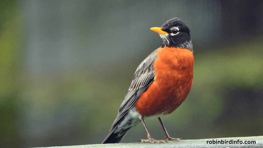 What Bird is Mentioned in the Song 'Rockin' Robin'? (Answered) 2 What bird is mentioned in the song rockin robin