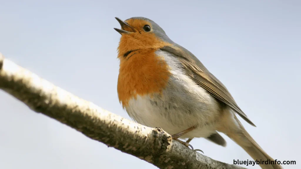 What Bird Looks Like a Robin? (Know In Detail) 2 What bird looks like a robin