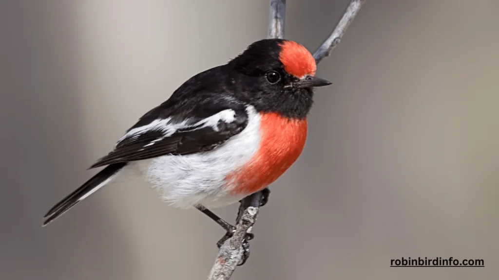 What Color Are Robins? (Answered) 2 What color are robins