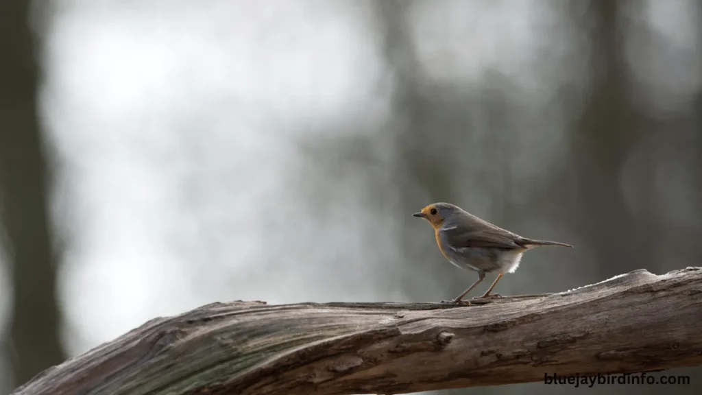What Does a Baby Robin Look Like? (Explained) 2 What does a baby robin look like