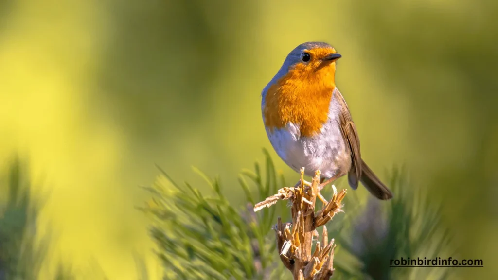 What Does a Female Robin Look Like? (Explained) 2 What does a female robin look like