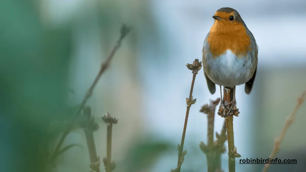 What Does a Robin Bird Mean Spiritually? (Answered) 2 What does a robin bird mean spiritually